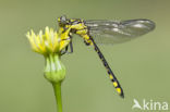 Gomphus schneiderii 