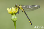 Turkse rombout (Gomphus schneiderii )