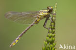 Turkse rombout (Gomphus schneiderii )