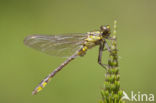Gomphus schneiderii 