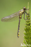 Turkse rombout (Gomphus schneiderii )