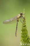 Turkse rombout (Gomphus schneiderii )