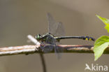 Turkse rombout (Gomphus schneiderii )