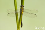 Turkse rombout (Gomphus schneiderii )