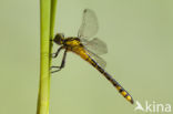 Turkse rombout (Gomphus schneiderii )