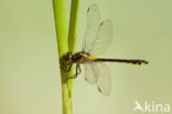 Gomphus schneiderii 