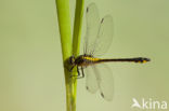 Turkse rombout (Gomphus schneiderii )