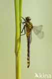Gomphus schneiderii 