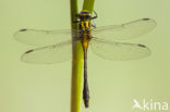 Turkse rombout (Gomphus schneiderii )