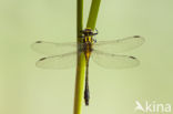 Turkse rombout (Gomphus schneiderii )