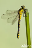 Gomphus schneiderii 