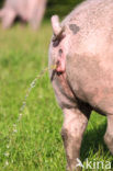 Pig (Sus domesticus)