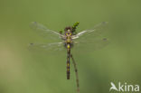 White-faced Darter (Leucorrhinia dubia)