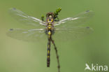 White-faced Darter (Leucorrhinia dubia)