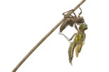 Viervlek (Libellula quadrimaculata)