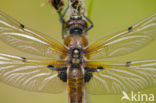 Four-spotted Chaser (Libellula quadrimaculata)