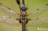 Viervlek (Libellula quadrimaculata)