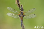 Viervlek (Libellula quadrimaculata)