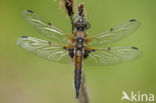 Viervlek (Libellula quadrimaculata)