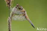 Viervlek (Libellula quadrimaculata)