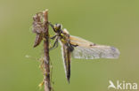 Viervlek (Libellula quadrimaculata)