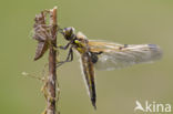 Viervlek (Libellula quadrimaculata)