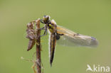 Viervlek (Libellula quadrimaculata)