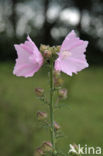 European Mallow (Malva alcea)