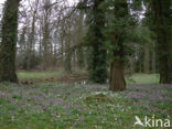 Vingerhelmbloem (Corydalis solida)