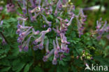 Bulbous Corydalis (Corydalis solida)