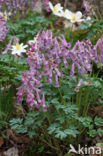 Vingerhelmbloem (Corydalis solida)