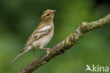 Vink (Fringilla coelebs)