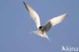 Common Tern (Sterna hirundo)