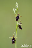 Vliegenorchis (Ophrys insectifera) 