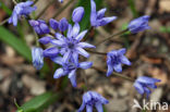 Alpine Squill (Scilla bifolia)