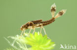 Large Red Damselfly (Pyrrhosoma nymphula)