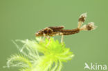 Large Red Damselfly (Pyrrhosoma nymphula)