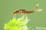 Large Red Damselfly (Pyrrhosoma nymphula)