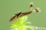 Large Red Damselfly (Pyrrhosoma nymphula)