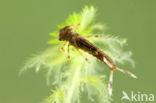 Large Red Damselfly (Pyrrhosoma nymphula)