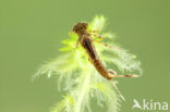 Large Red Damselfly (Pyrrhosoma nymphula)