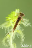 Large Red Damselfly (Pyrrhosoma nymphula)