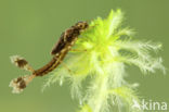 Large Red Damselfly (Pyrrhosoma nymphula)