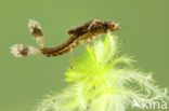 Large Red Damselfly (Pyrrhosoma nymphula)