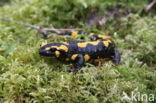 Vuursalamander (Salamandra salamandra) 