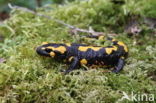 Vuursalamander (Salamandra salamandra) 