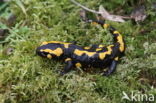 Vuursalamander (Salamandra salamandra) 