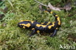 Fire Salamander (Salamandra salamandra)