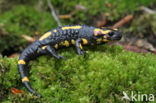 Vuursalamander (Salamandra salamandra) 