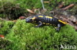 Fire Salamander (Salamandra salamandra)